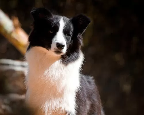 Border Collie Fêmea