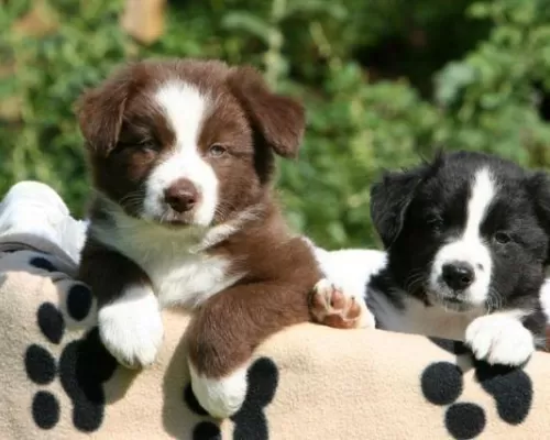 Border Collie Filhote