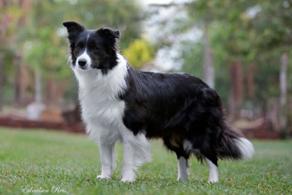 Raça Border Collie